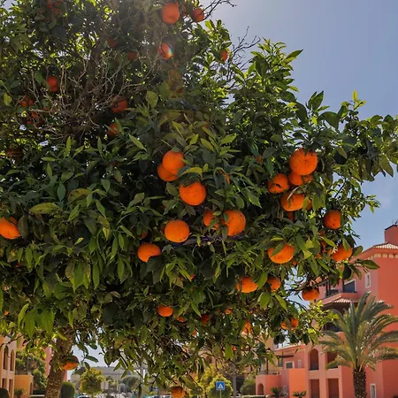 Orange Tree Oasis *